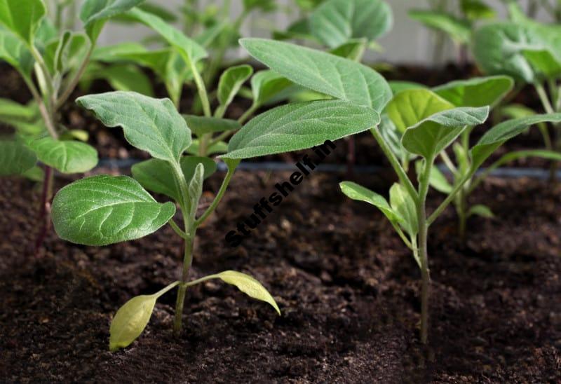 Learn How to Start Cabbage from Seeds