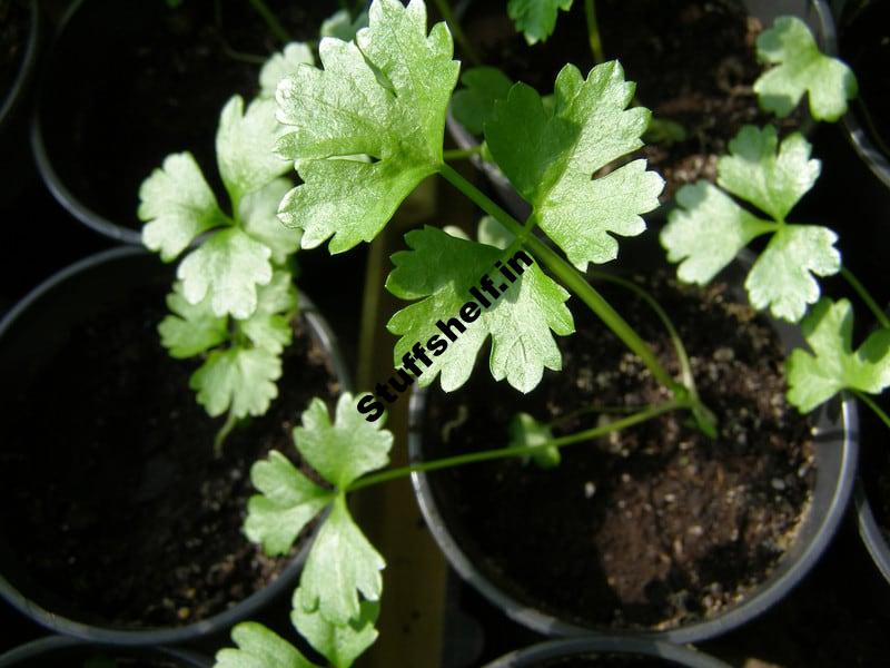 Learn How to Grow Celery from Seed