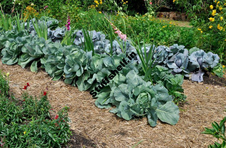 Learn About Cabbage Types and Varieties