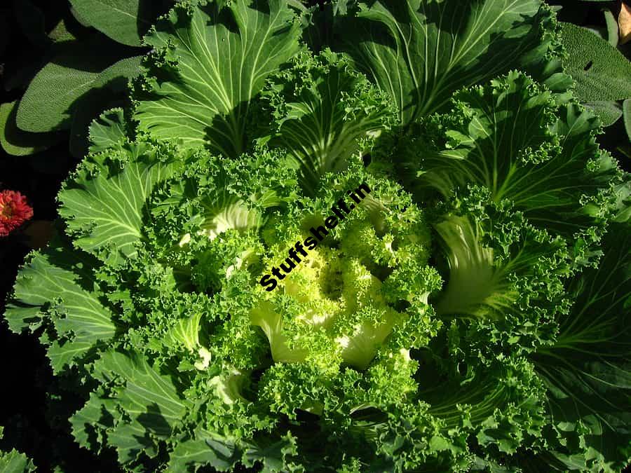 Cold Weather Kale Best Varieties