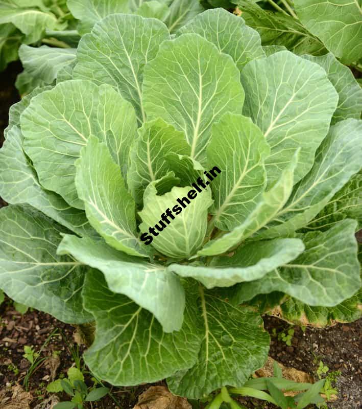 Learn The best way to Get began Collards from Seed - STUFFSHELF