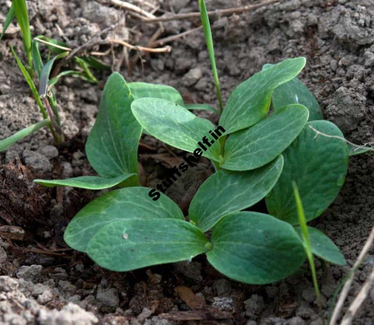 Learn how to Broaden Cucumbers from Seed