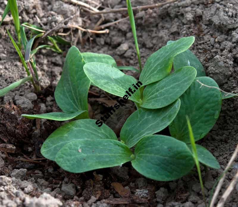 How to Grow Cucumbers from Seed