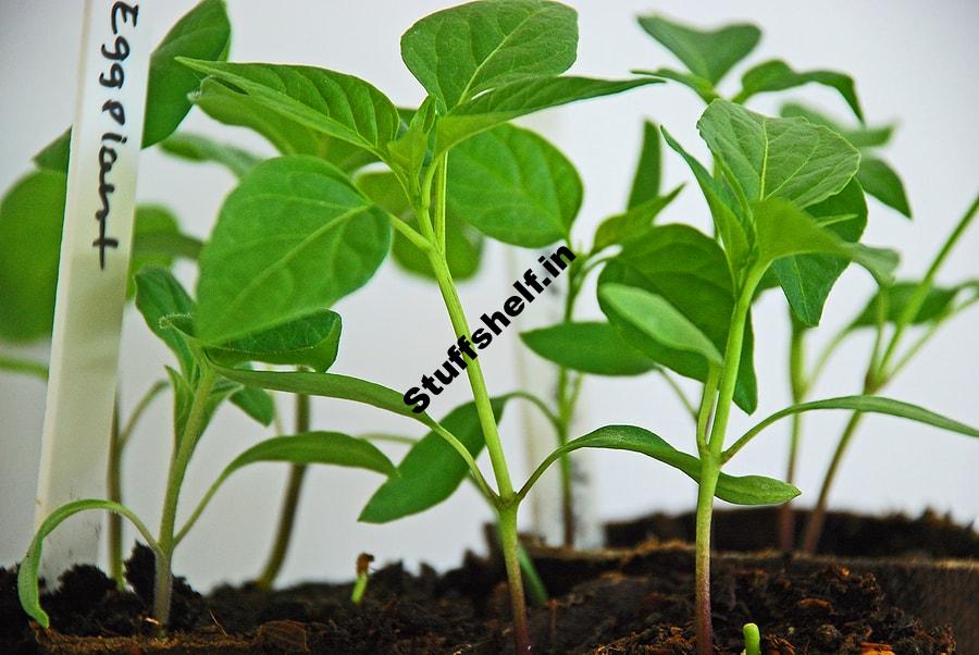 Learn How to Grow Eggplants from Seed