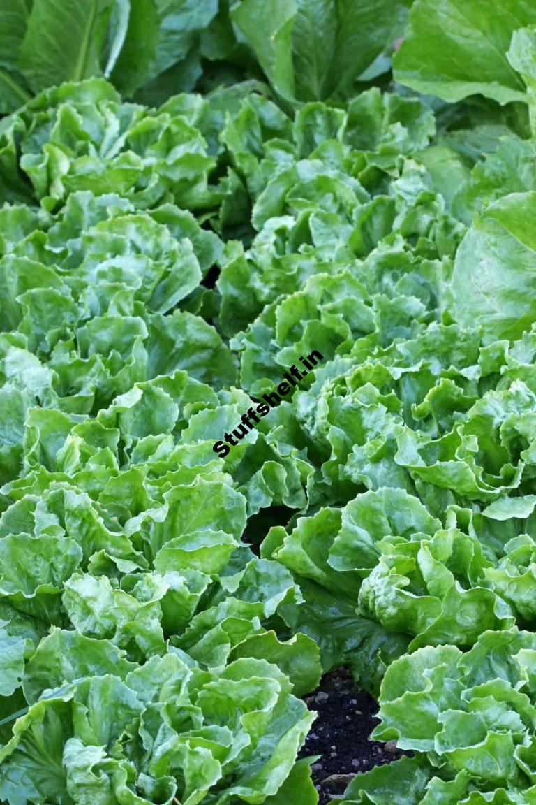 Learn How to Start Endive and Escarole from Seed