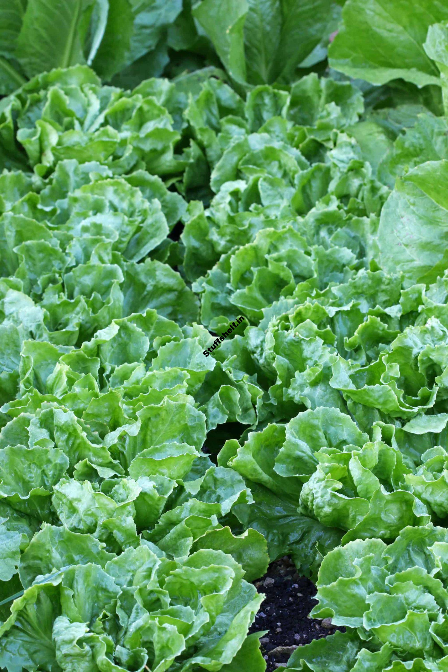 Learn How to Start Endive and Escarole from Seed