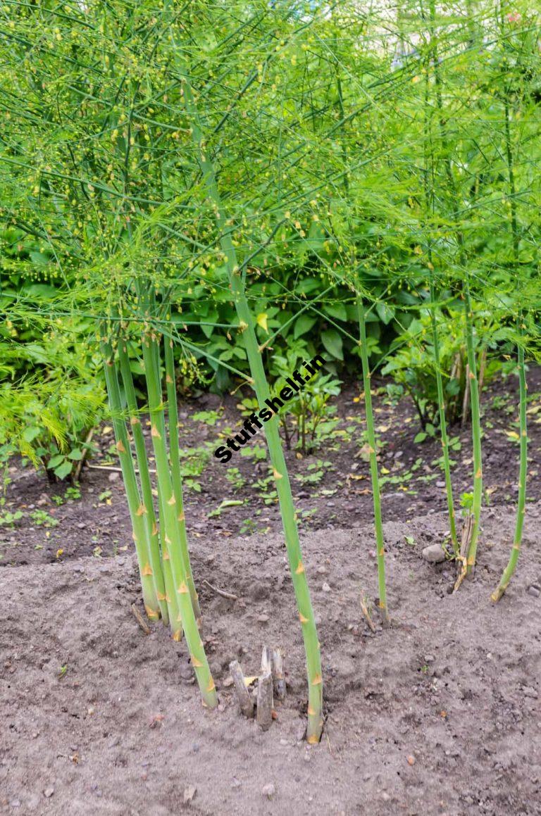 Learn Simple the way to Expand Asparagus from Seeds or Crowns