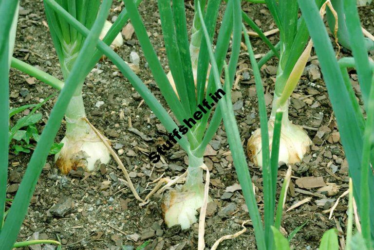 Learn How to Choose The Right Onion to Grow