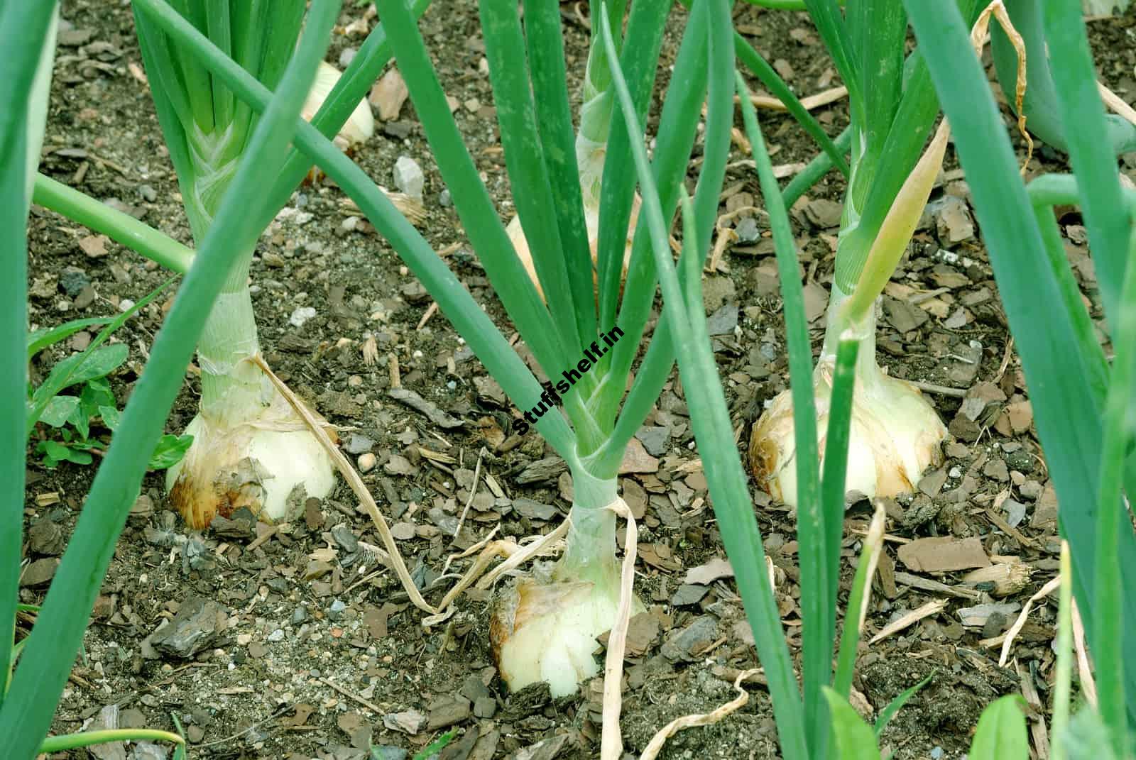 Learn How to Choose The Right Onion to Grow