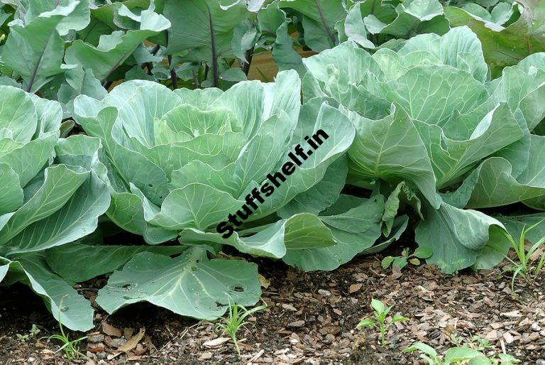 Learn Cabbage Growing Basics