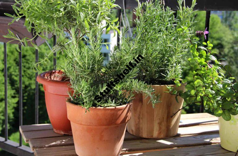 Learn Which Herbs You Can Grow for Cooking