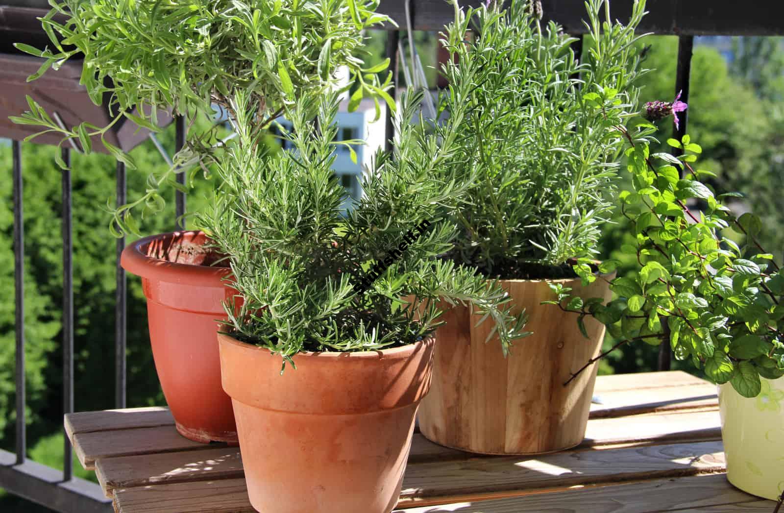 Learn Which Herbs You Can Grow for Cooking