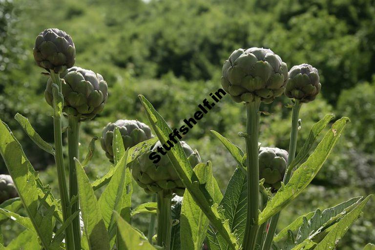 Artichoke Harvesting and Storing Tips