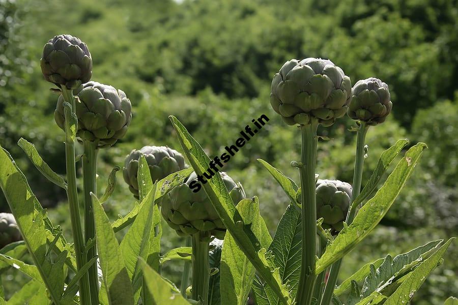 Artichoke Harvesting and Storing Tips