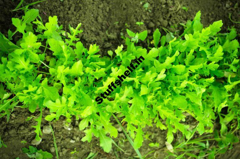 Arugula Harvest and Storage Tips