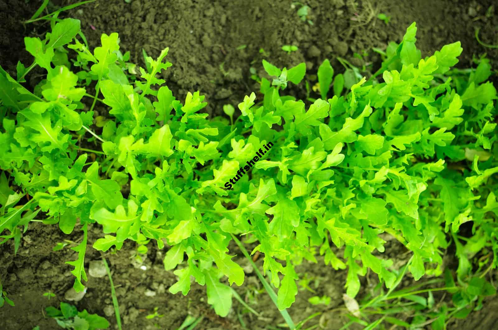 Arugula Harvest and Storage Tips