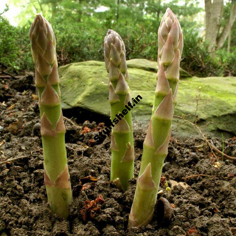 Asparagus Harvesting and Storing Tips