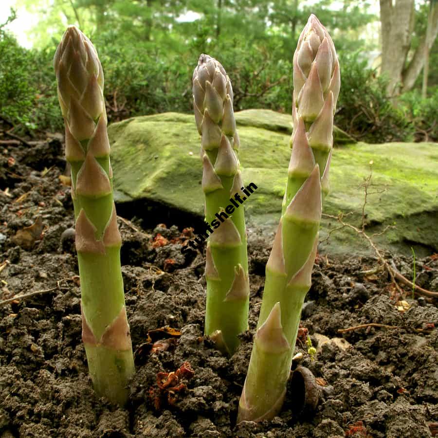 Asparagus Harvesting and Storing Tips