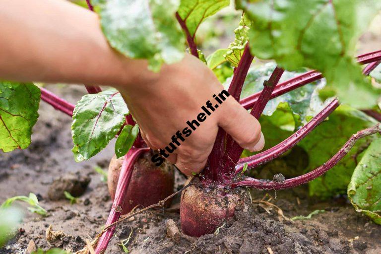 Beets Harvest and Store Guidelines