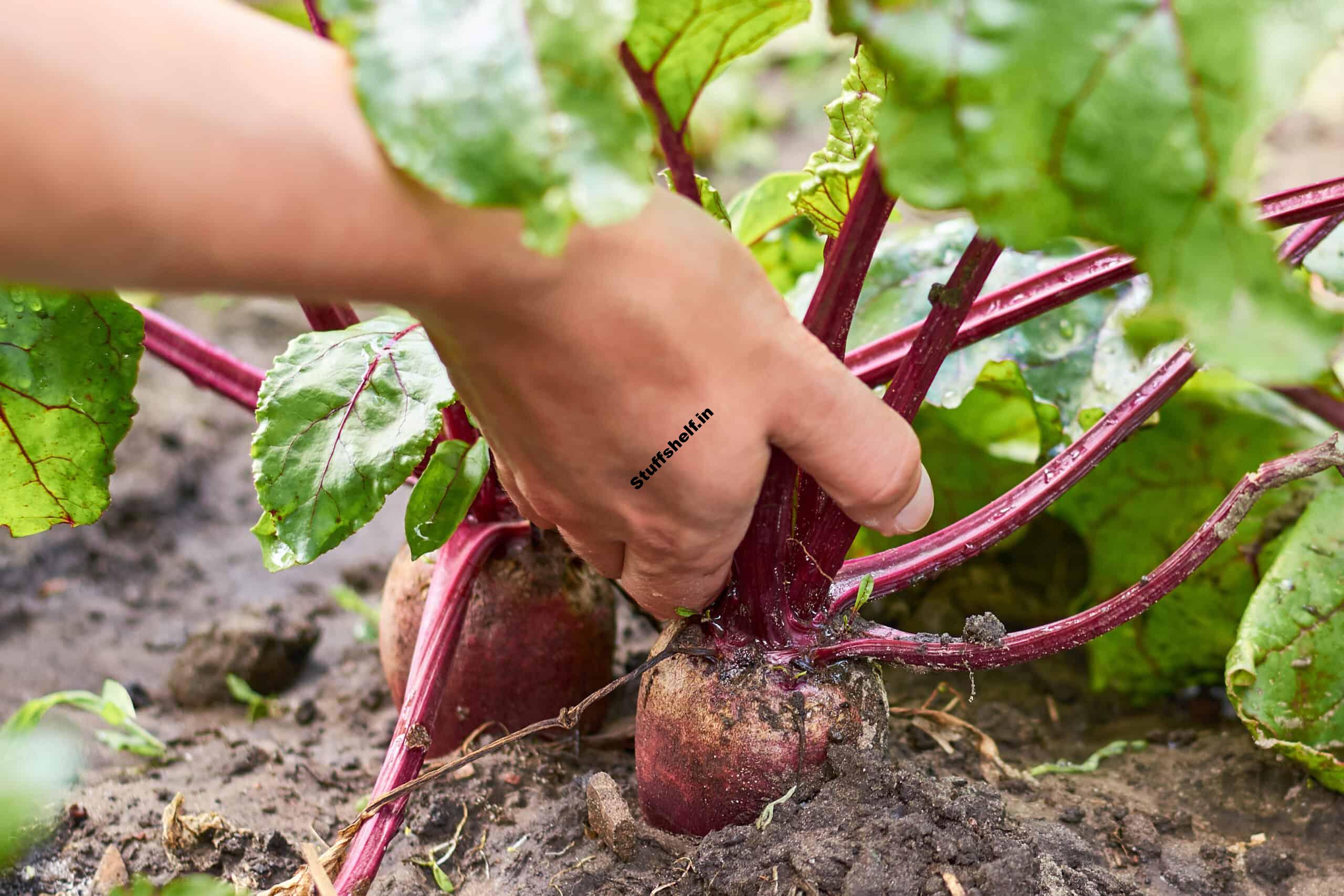 Beets Harvest and Store Tips