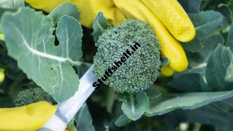 Broccoli Harvesting and Storing Tips