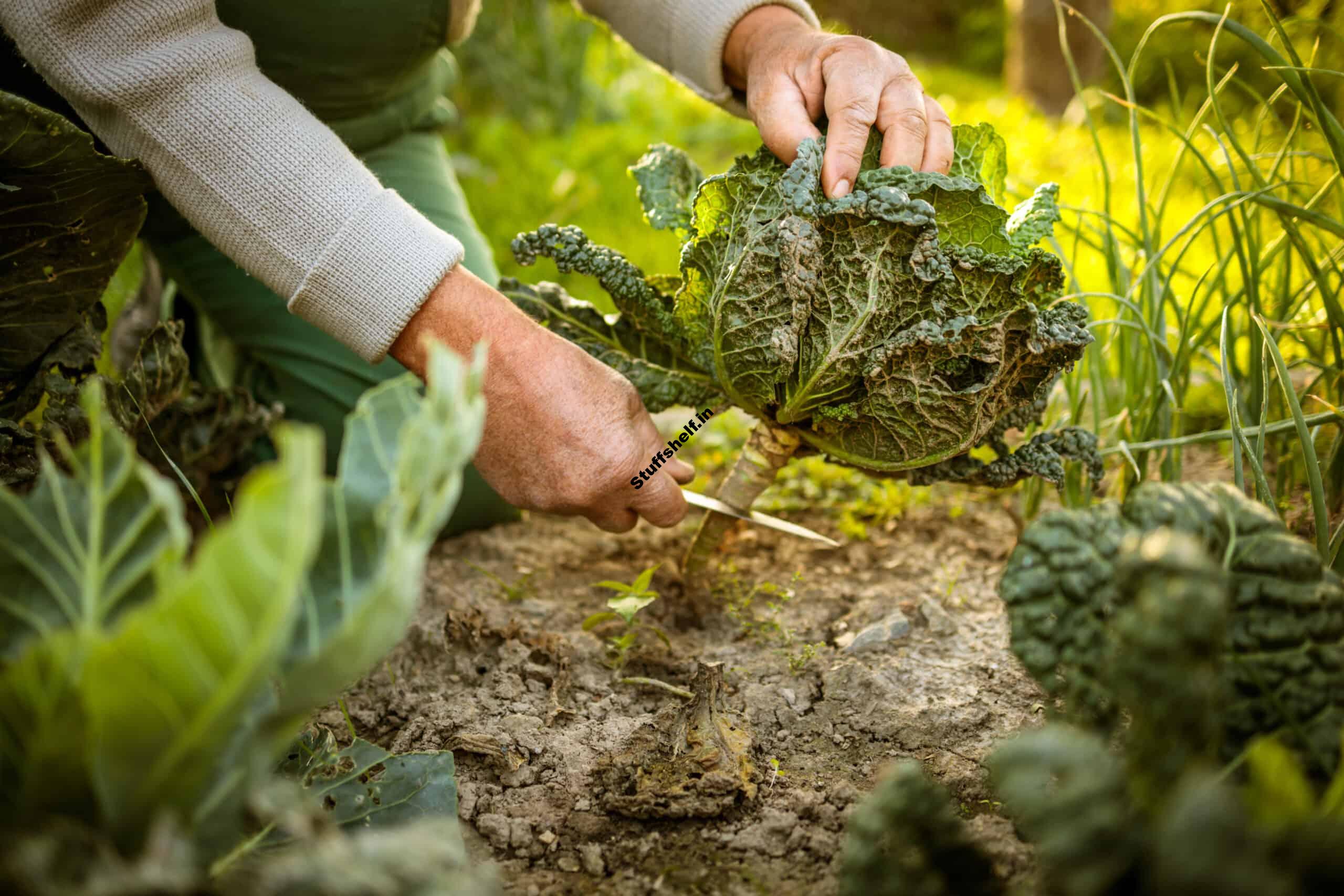 Cabbage Harvest and Store Tips