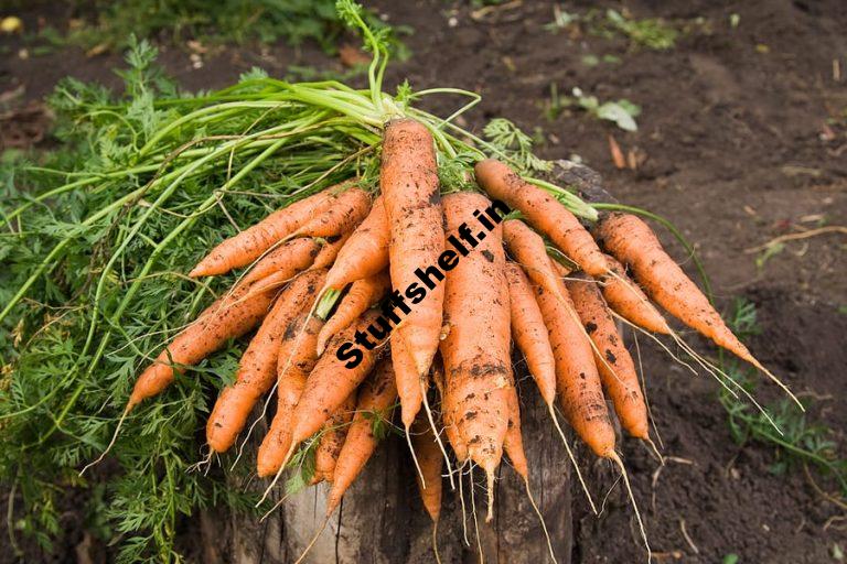 Carrot Harvest and Store Pointers