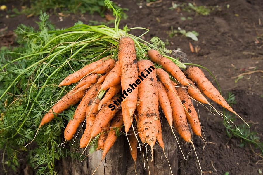 Carrot Harvest and Store Tips