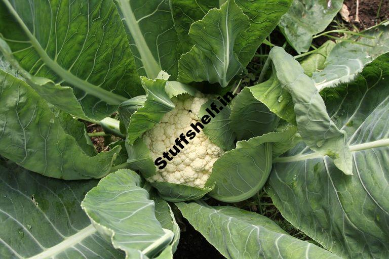 Cauliflower Harvest and Store Pointers