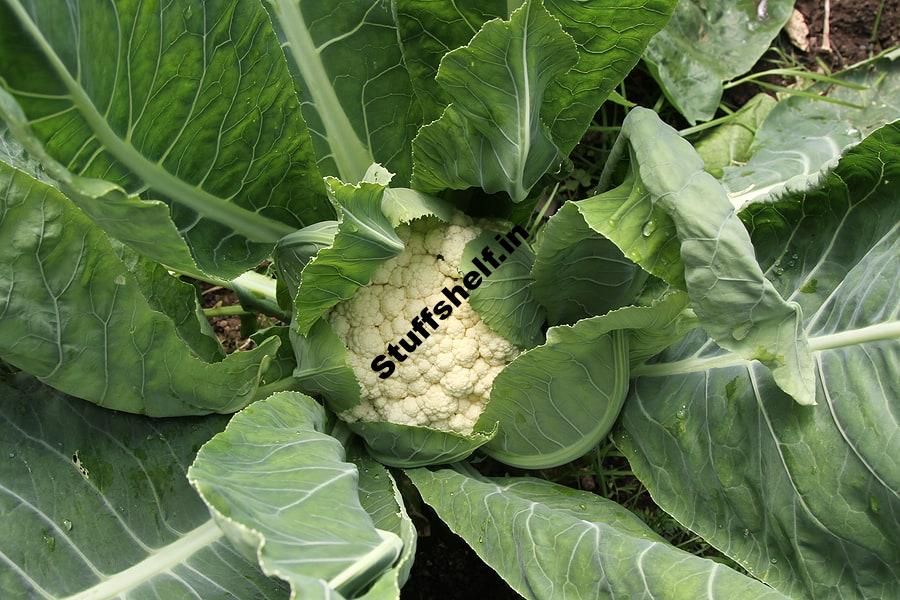 Cauliflower Harvest and Store Tips