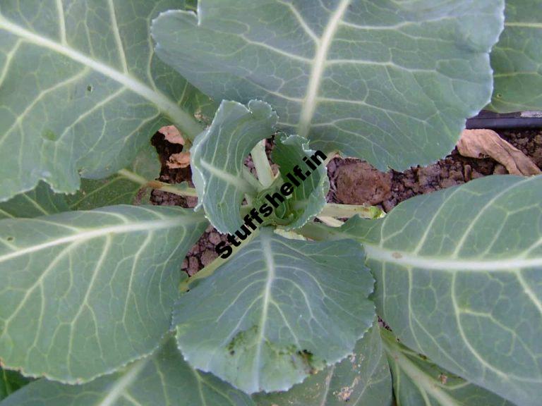 Collards Harvest and Store Tips