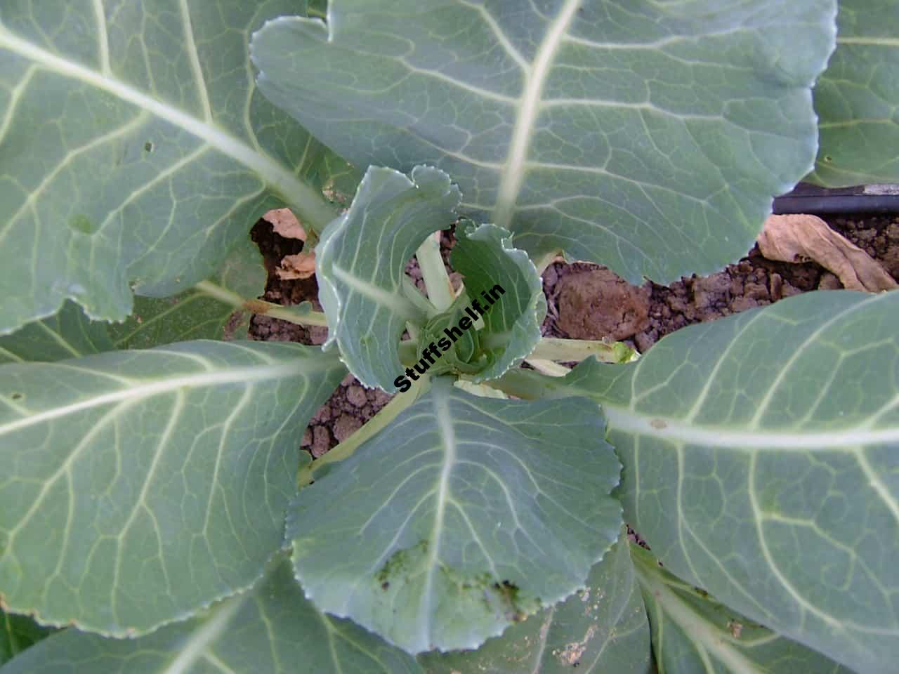 Collards Harvest and Store Tips