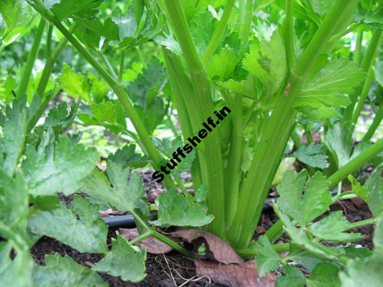 Celery Harvest and Store Tips