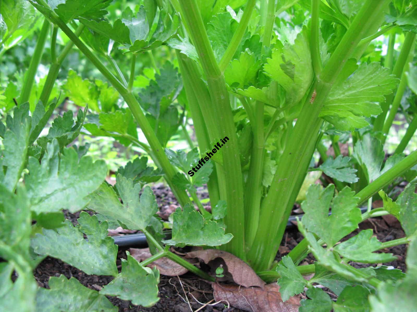 Celery Harvest and Store Tips