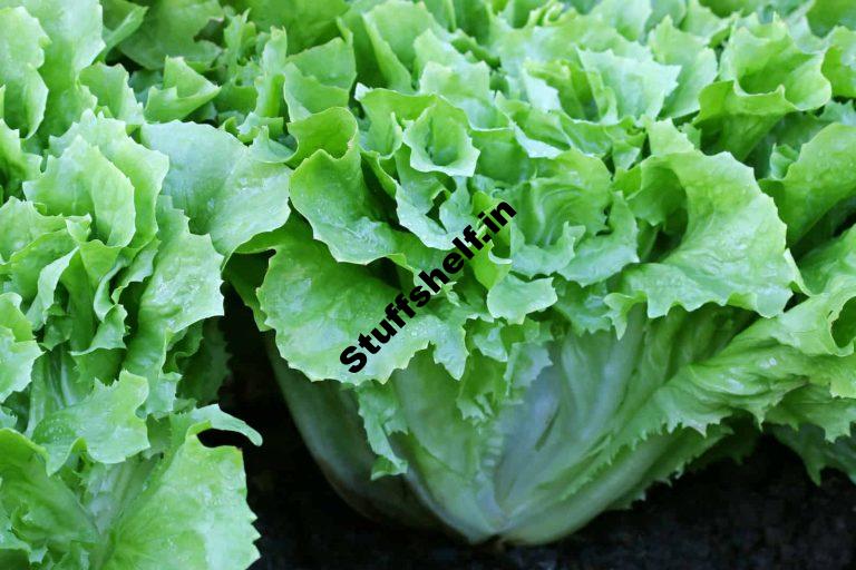 Endive and Escarole Harvest and Store Tips