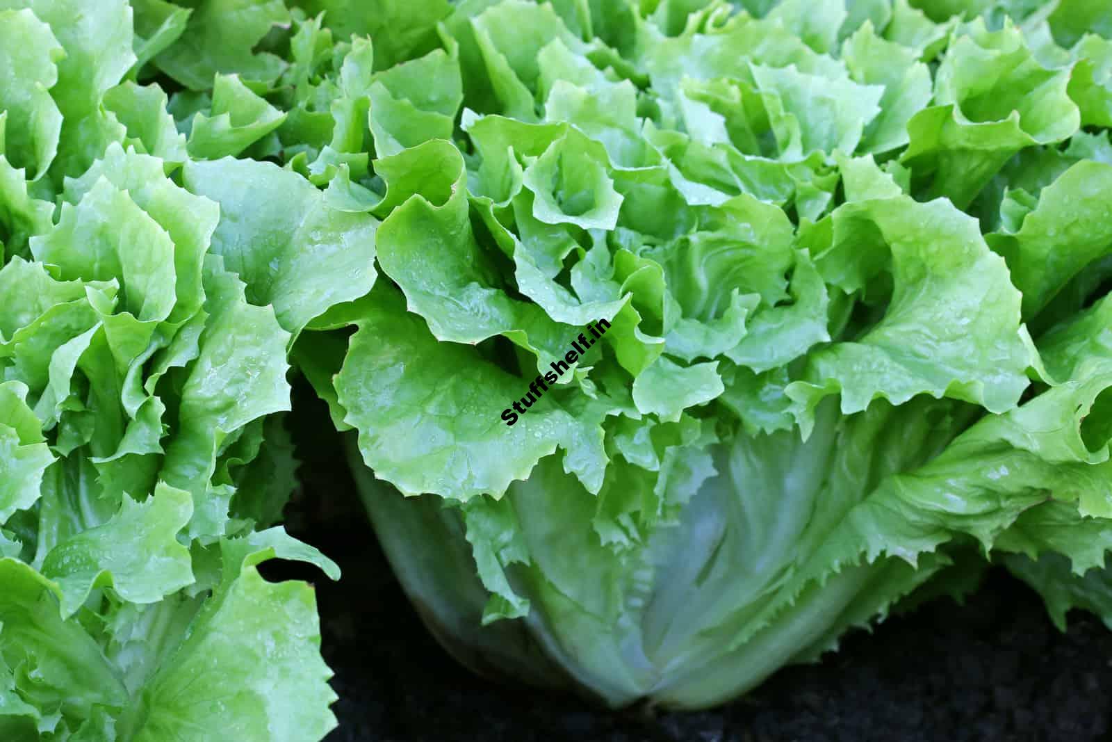 Endive and Escarole Harvest and Store Tips