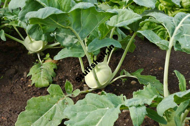 Kohlrabi Harvest and Store Tips