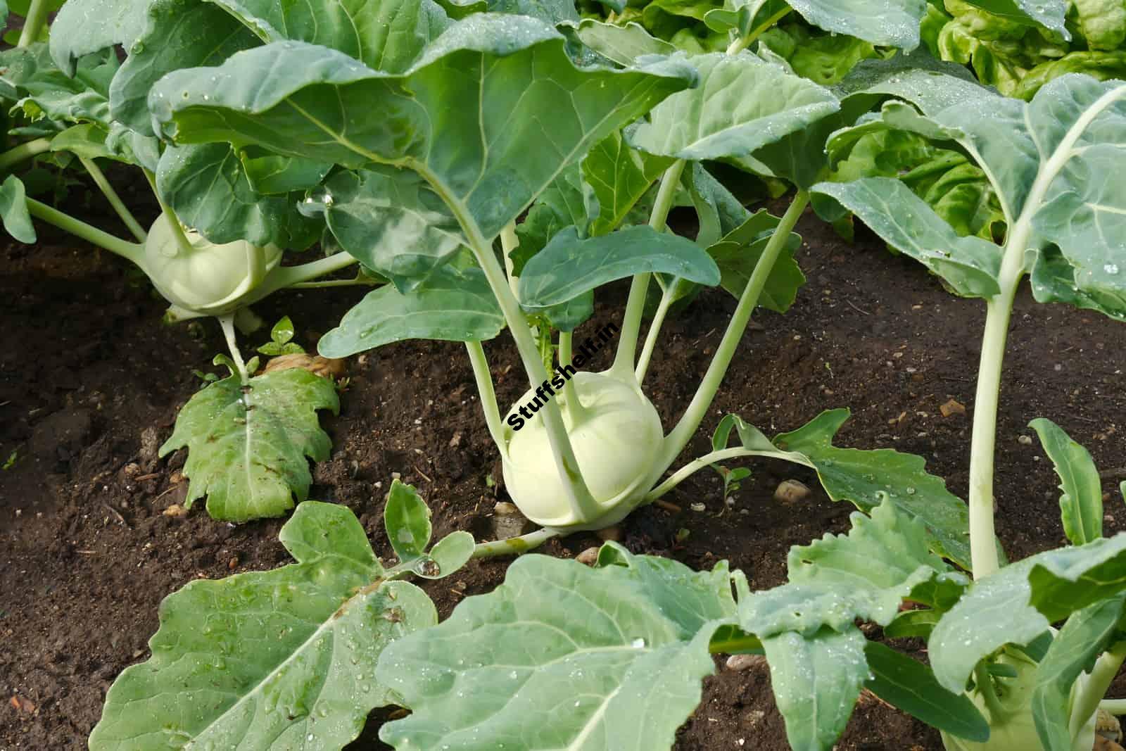 Kohlrabi Harvest and Store Tips