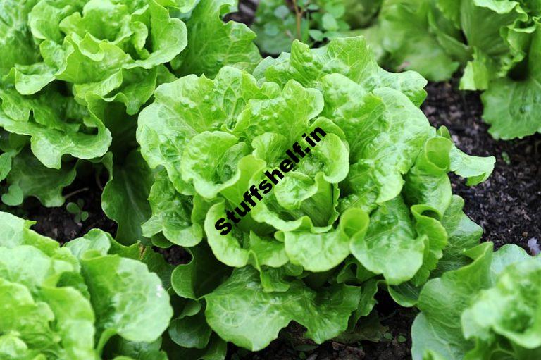 Lettuce Harvest and Store Tips