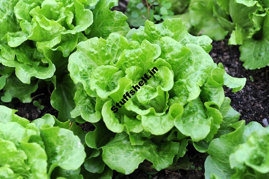 Lettuce Harvest and Store Tips