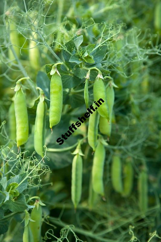 Peas Harvest and Store Tips