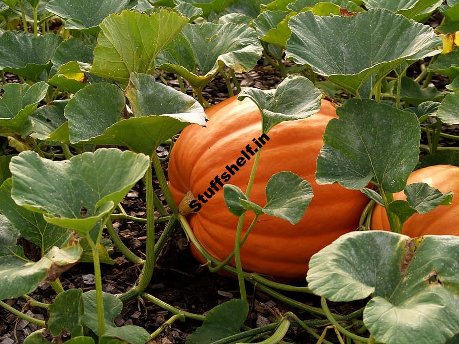 Pumpkins Harvest and Store Tips