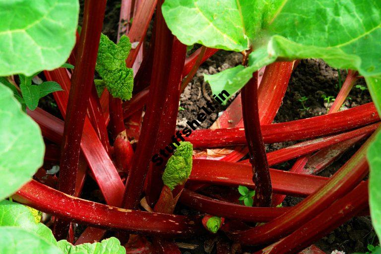 Rhubarb Harvest and Store Tips