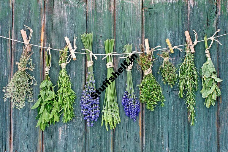 Herb Drying Methods