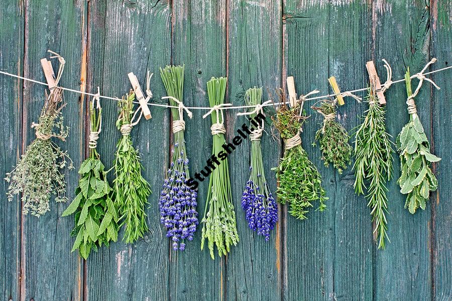 Herb Drying Methods