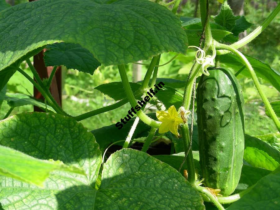 Grow Cucumbers for Flavor