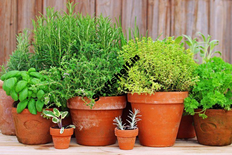 Easy Steps to Get began an Herb Garden