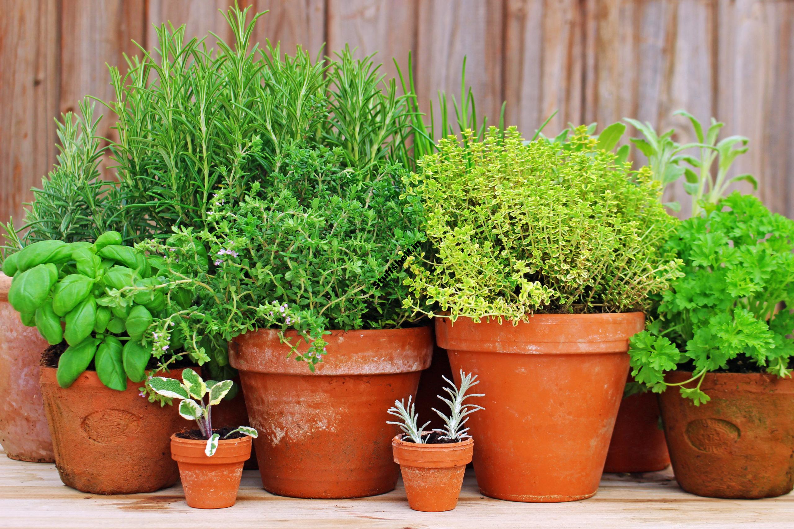 Easy Steps to Start an Herb Garden