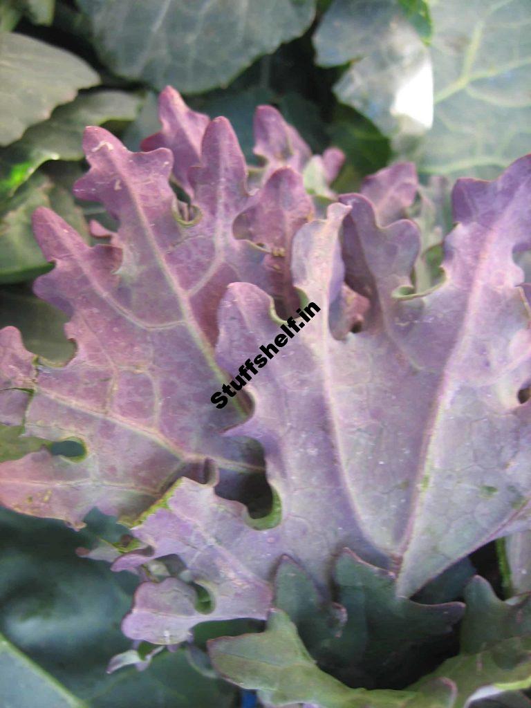 Kale Growing Best Practices