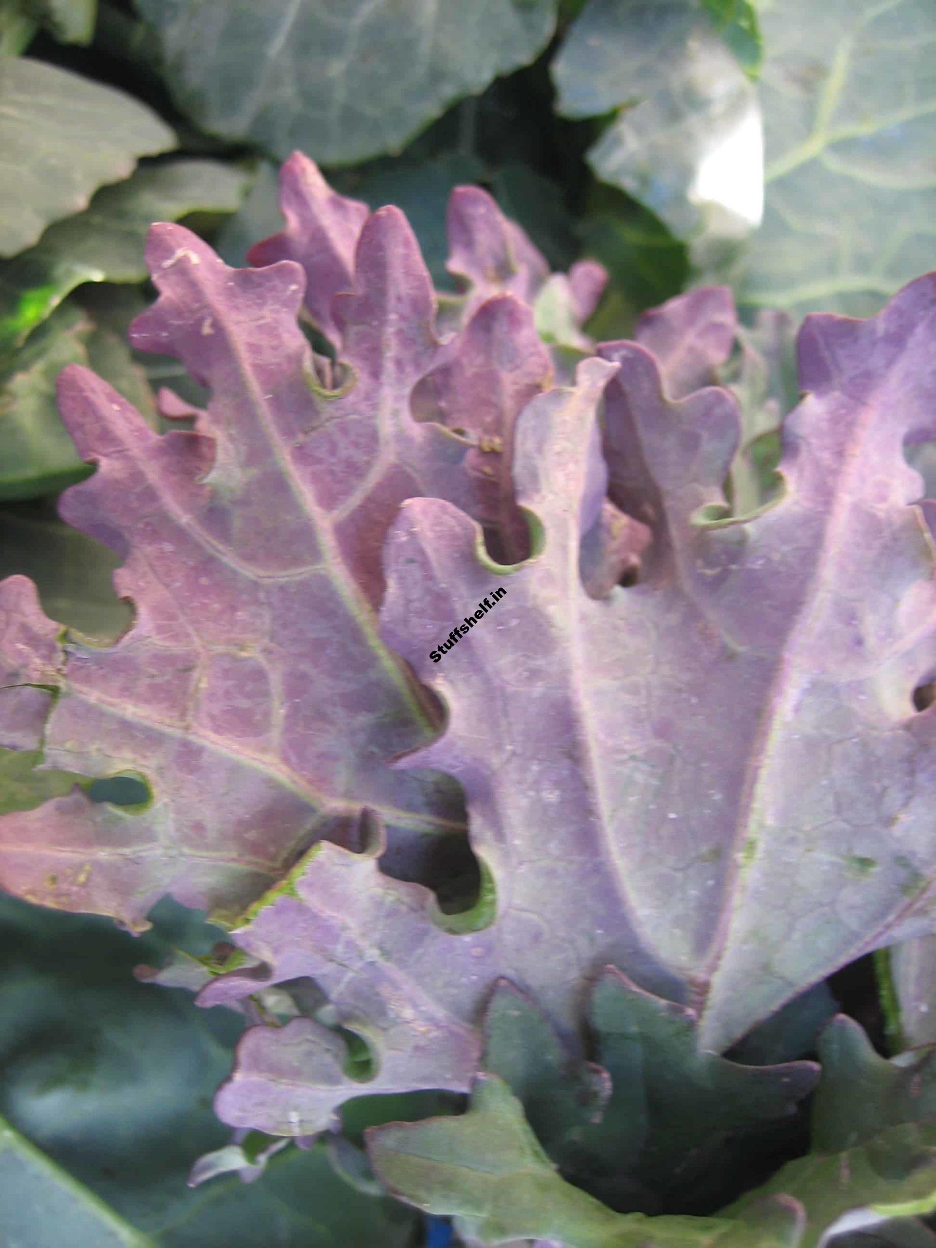 Kale Growing Best Practices